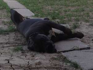 Ofer mascul Cane Corso 2 ani si 8 luni cu Pedigree  pt Imperechere