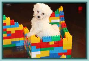Bichon Bolognese talie si pret mini!