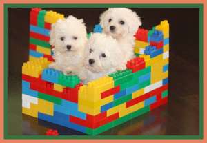 Bichon Bolognese talie si pret mini!
