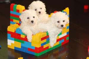 Bichon Bolognese talie si pret mini!