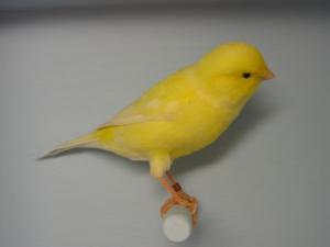 CANARI