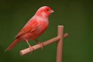 CANARI