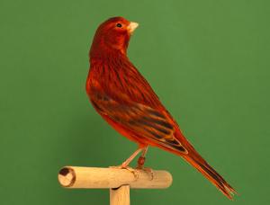 CANARI