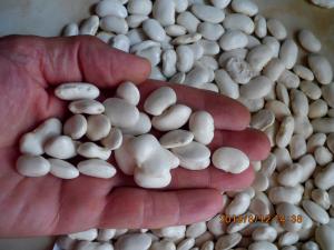 Fasole uriasa alba