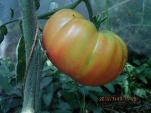 Rosii Ananas