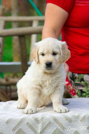 Vand 2 masculi GOLDEN RETRIEVER