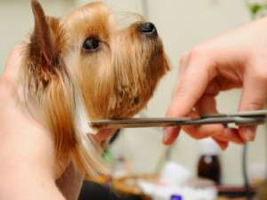 Frizerie Canina Happy Dog Arad
