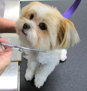 Frizerie Canina Happy Dog Arad