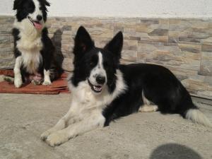 vind border collie