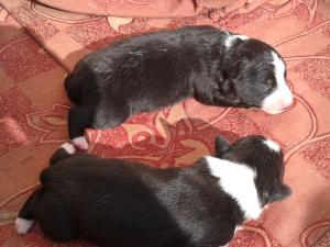 vind border collie