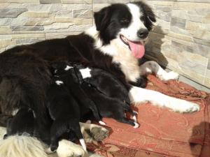 vind border collie