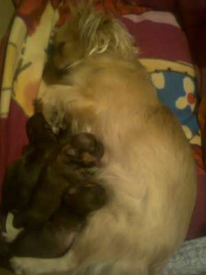 VAND PUII MICUL SPANIEL TIBETAN
