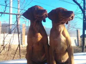 catei vizsla