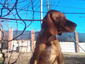catei vizsla