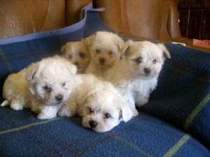 bichon maltese superbi
