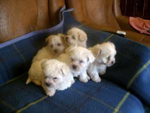 bichon maltese superbi
