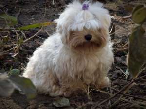 bichon maltese superbi