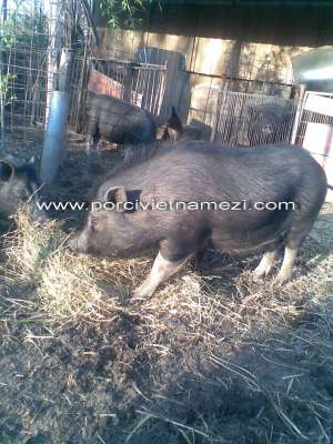 Porci vietnamezi de sacrificare