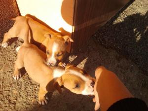 Vand Pui Amstaff