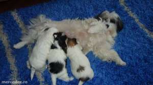 bichon havanese
