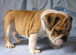 minunat pui Bulldog englezesc gata pentru a merge la casele noi!