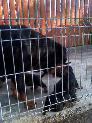 vand rottwaler