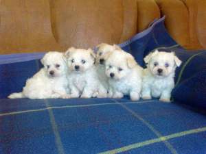 puisori bichon maltese