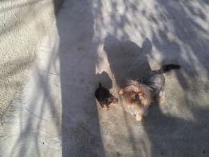 vand urgent yorkshire terrier pui