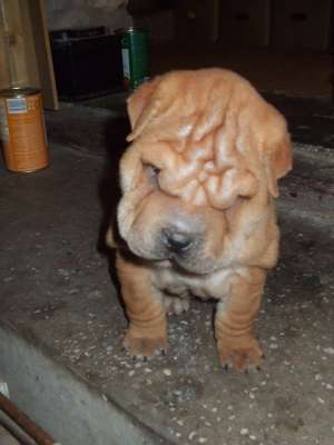 VAND PUI SHAR PEI