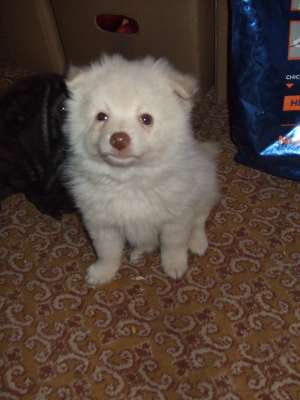 VAND PUI SPITZ PITIC