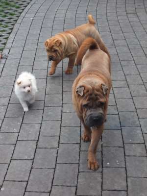 VAND PUI SPITZ PITIC