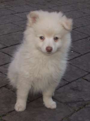 VAND PUI SPITZ PITIC