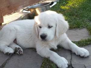 Pui Golden Retriever in cautarea unor stapani iubitori