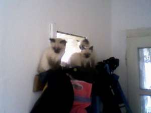 Vand doua pisicute birmaneze