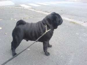 Mops negru de vanzare !!!