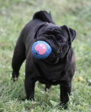 Mops negru de vanzare !!!