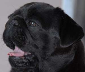 Mops negru de vanzare !!!