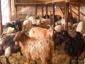vand 10 capre grase numai bune pentru pastrama si carnati