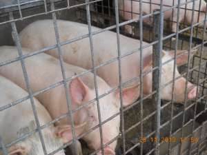 vand porci