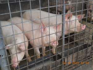 vand porci