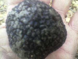 VAND LAGOTTO ROMAGNOLLO
