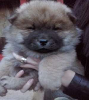 vand pui de chow chow