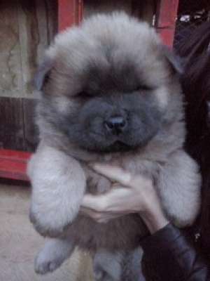 vand pui de chow chow