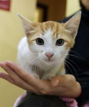 Porto- motanel portocaliu,  vaccinat,  deparazitat ,  ptr adoptie