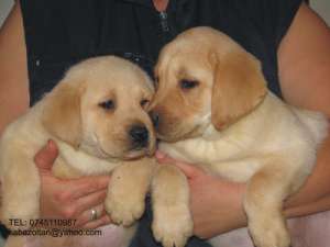 pui labrador retriever de exceptie   cu pedigree
