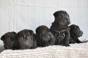 VAND PUI SHAR PEI NEGRII SI CIOCOLATA