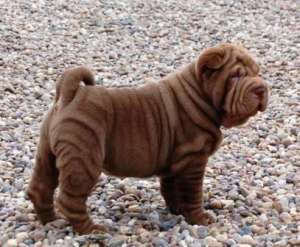 VAND PUI SHAR PEI NEGRII SI CIOCOLATA