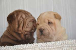 VAND PUI SHAR PEI NEGRII SI CIOCOLATA