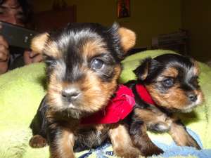 yorkshire terrier