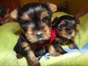 yorkshire terrier